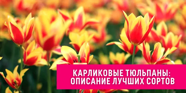 Тюльпан карликовый — идеальный цветок для декорирования дома и сада, особенности, подробное описание сортов и важные правила ухода